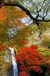 流年不语，悲欢自饮完结