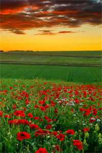 星河潋滟了夜色结局