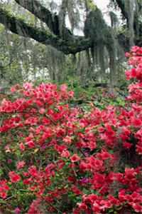 渐行渐远渐南北全文章节